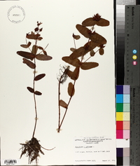 Hypericum virginicum image
