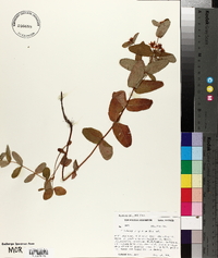 Triadenum virginicum image