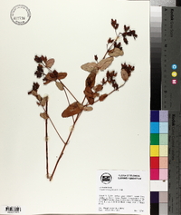 Triadenum virginicum image