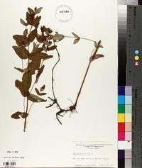 Hypericum virginicum image