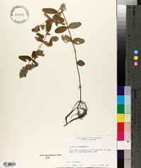 Hypericum virginicum image