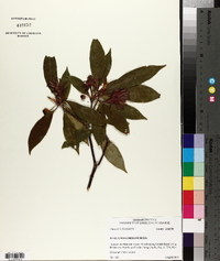 Illicium floridanum image