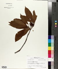 Illicium floridanum image