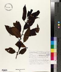 Platea excelsa var. borneensis image