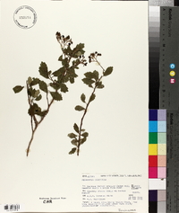 Pennantia corymbosa image