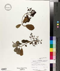 Pennantia corymbosa image