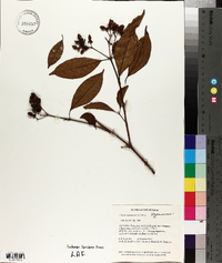 Vismia cayennensis image