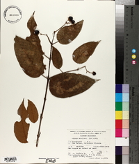 Vismia baccifera image