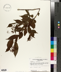 Vismia minutiflora image