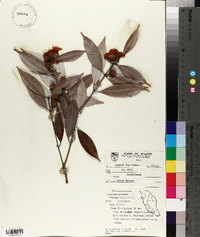 Mesua ferrea image