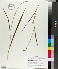 Alophia drummondii image