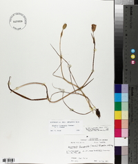 Alophia drummondii image