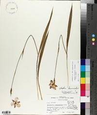 Alophia drummondii image