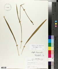 Alophia drummondii image