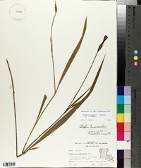 Alophia drummondii image