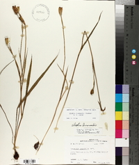Alophia drummondii image