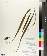 Alophia drummondii image