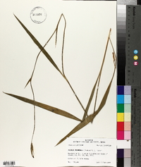 Alophia drummondii image