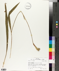 Alophia drummondii image