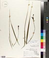 Alophia drummondii image