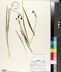 Alophia drummondii image