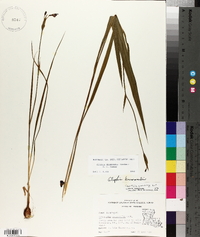 Alophia drummondii image