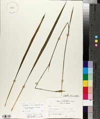 Alophia drummondii image