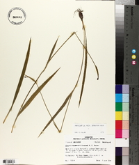 Alophia drummondii image