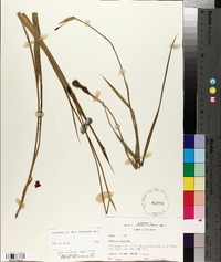 Alophia drummondii image