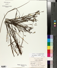Sisyrinchium langloisii image