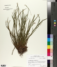 Sisyrinchium albidum image