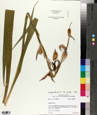 Gladiolus x gandavensis image