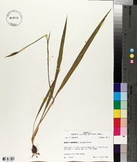 Alophia drummondii image