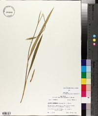 Alophia drummondii image