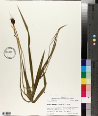 Alophia drummondii image