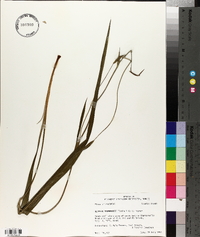 Alophia drummondii image