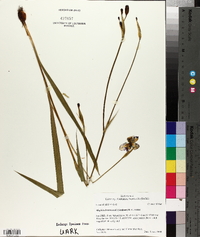 Alophia drummondii image
