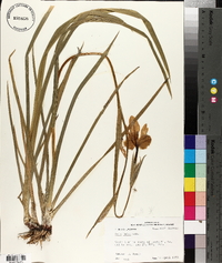 Iris fulva image