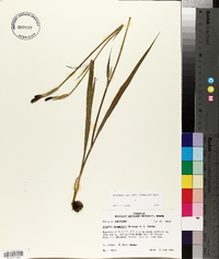 Alophia drummondii image