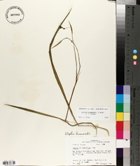 Alophia drummondii image