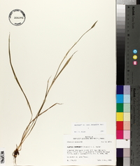 Alophia drummondii image