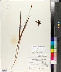 Alophia drummondii image