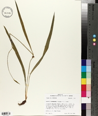 Alophia drummondii image