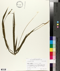 Alophia drummondii image