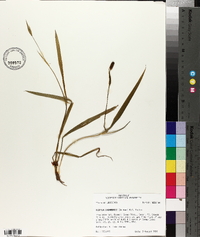 Alophia drummondii image