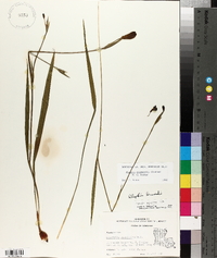 Alophia drummondii image