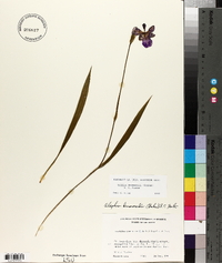 Alophia drummondii image