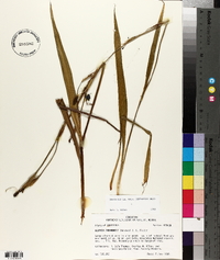 Alophia drummondii image