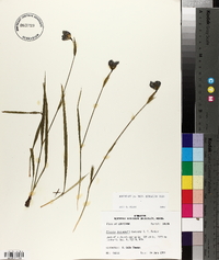 Alophia drummondii image