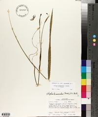 Alophia drummondii image